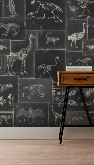 Picture of Zooarchaeology Anthracite - WP20237