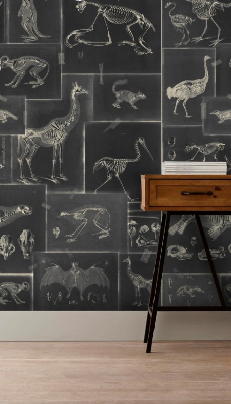 Picture of Zooarchaeology Anthracite - WP20237