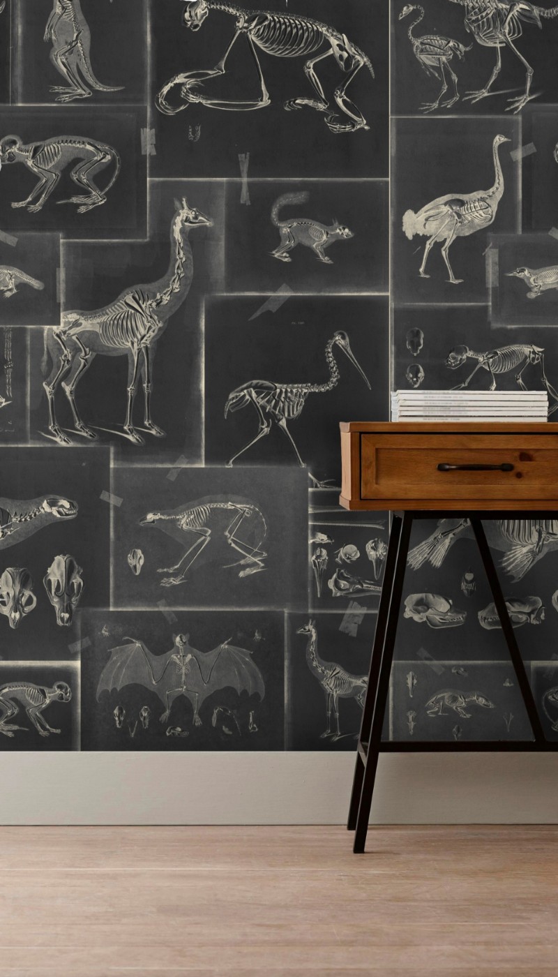 Picture of Zooarchaeology Anthracite - WP20237