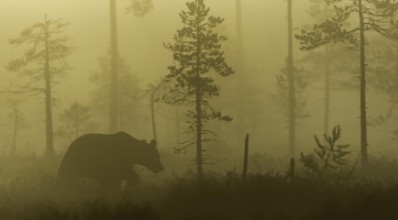Attēls Morning Fog