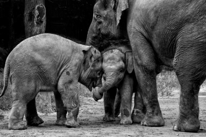 Image de Friends Forever