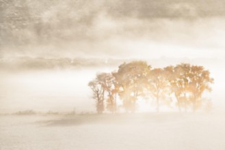 Picture of Autumn Dreams