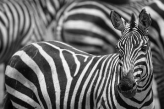 Immagine di Stripes