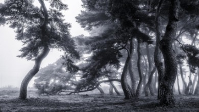 Obrázek Pine trees dancing in the fog