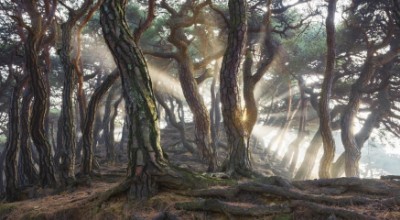 Bild von Sacred Pine Trees