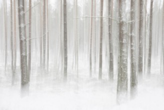 Immagine di Winterforest in Sweden