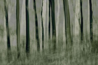 Immagine di Trees in motion