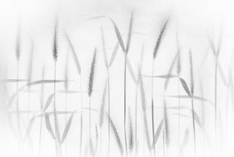 Bild von Corn art