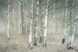 Imagen de Morning silence