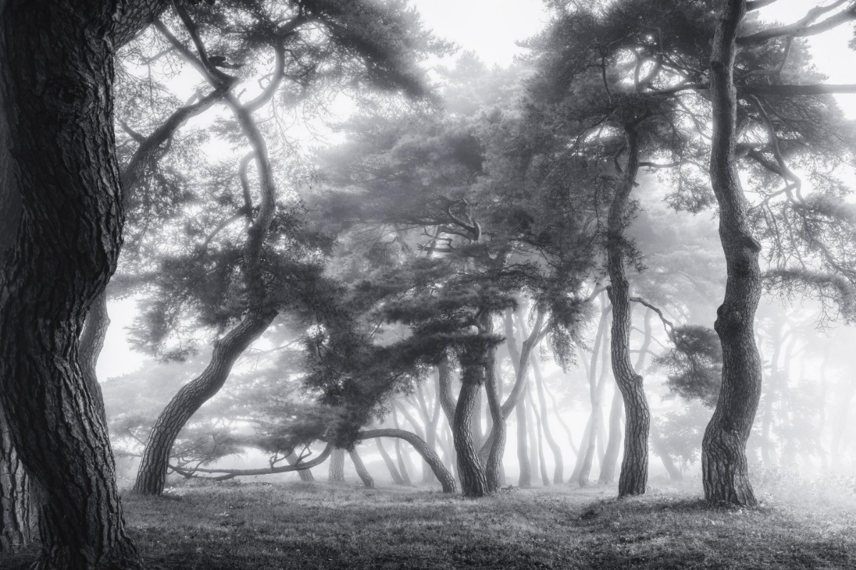 Picture of Dancing Trees