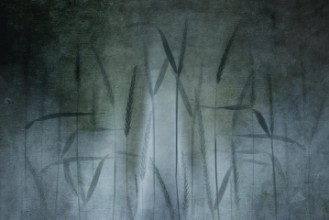 Afbeeldingen van Grain in soft blue