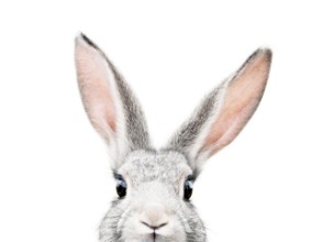 Imagen de Peeking Bunny