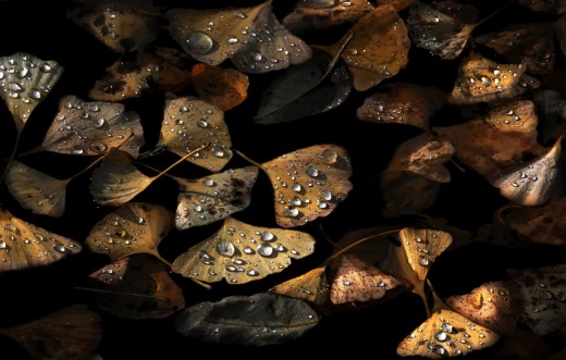 Image de Autumn Still Life.