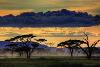Bild von Good evening tanzania