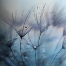 Bild von Teardrops