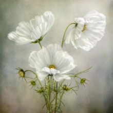 Kép Cosmos Charm