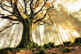 Immagine di November