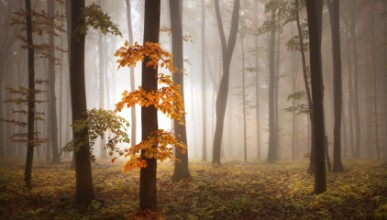 Poza cu In November Light