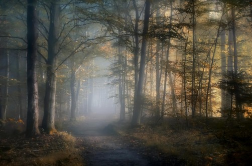 Afbeeldingen van Autumn symphony