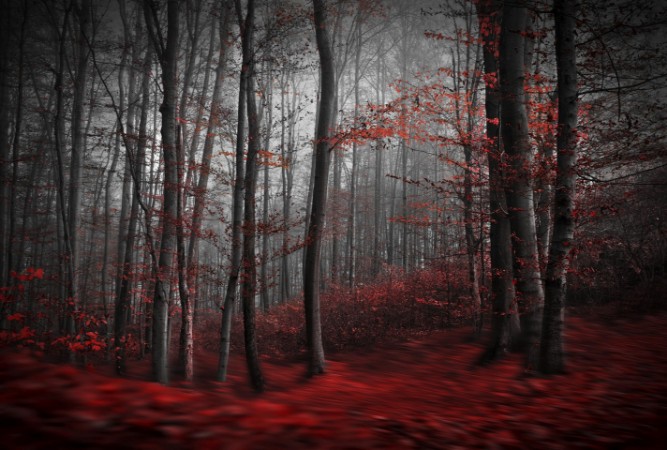 Picture of Bloody River