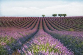 Poza cu Velours de Lavender