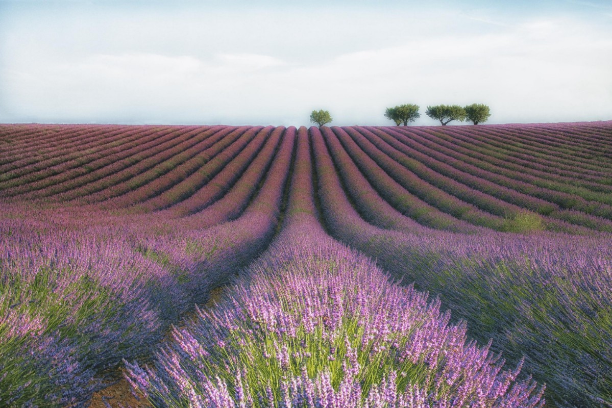 Picture of Velours de Lavender