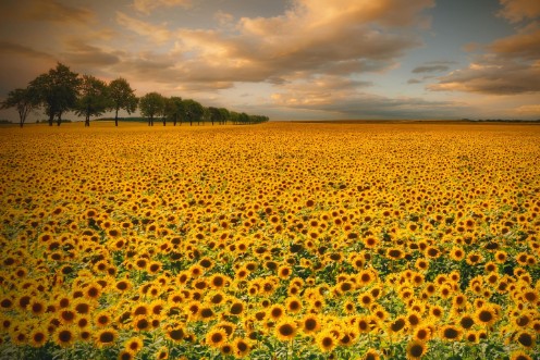 Image de Sunflowers
