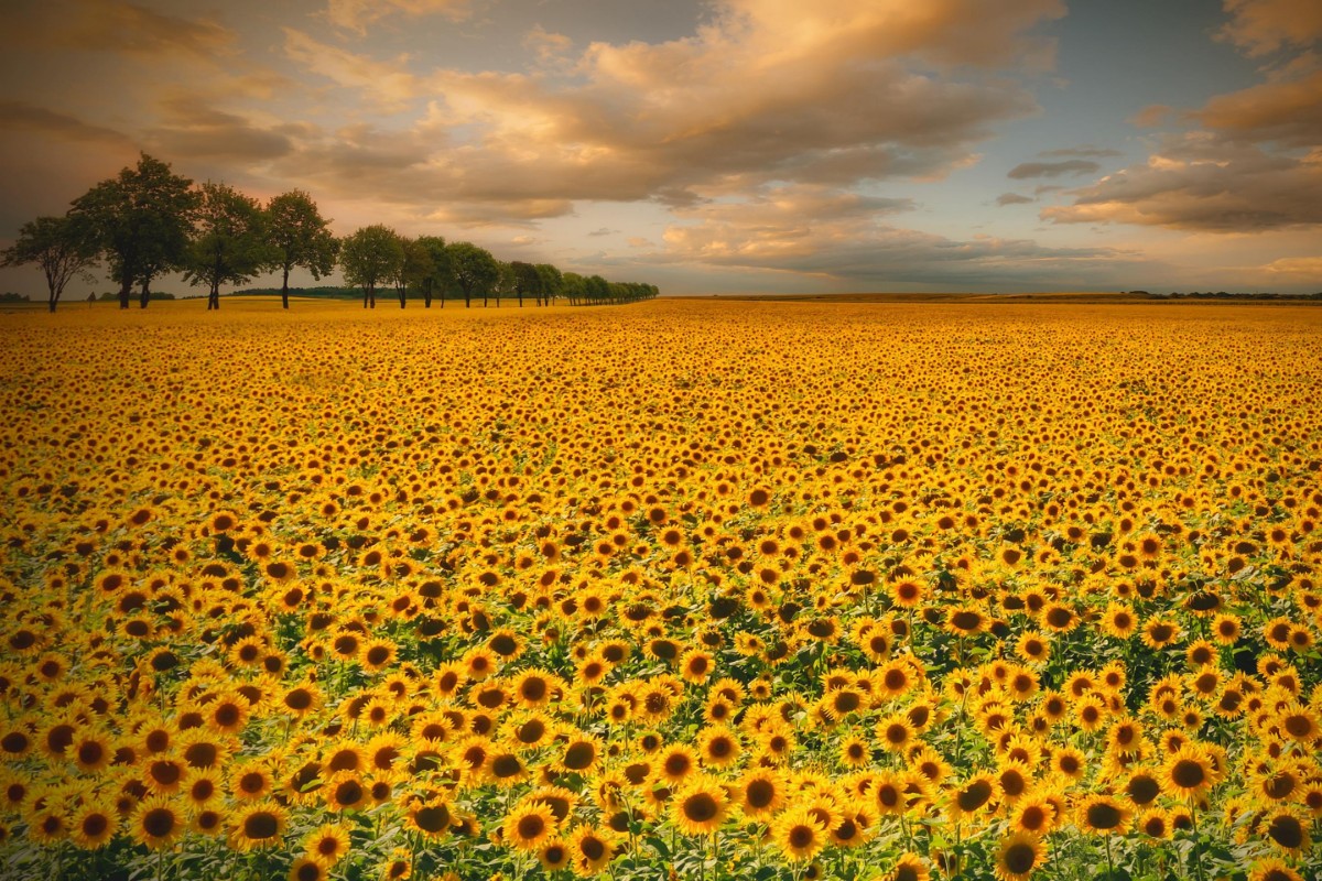 Afbeeldingen van Sunflowers