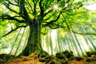 Imagem de Ponthus' Beech
