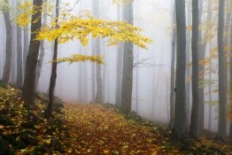 Bild von Autumn Tree