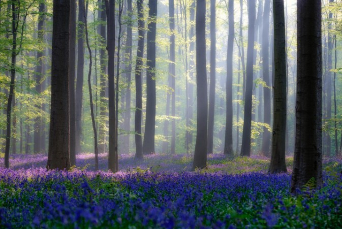 Image de Bluebells