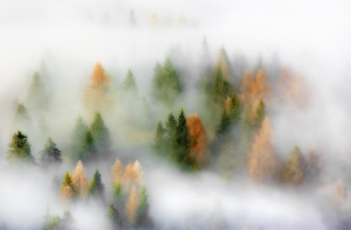 Bild på Autumn Dream