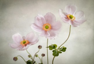 Bild vun Anemones