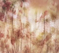 Bild von Samenkapseln