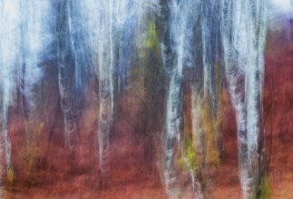 Slika Birch trees
