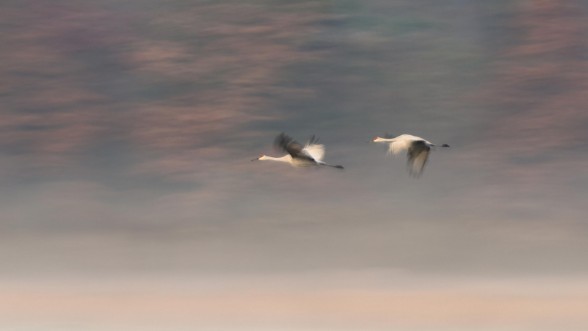 Bild på Dream Companions