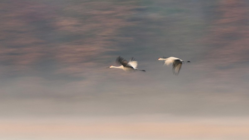 Picture of Dream Companions