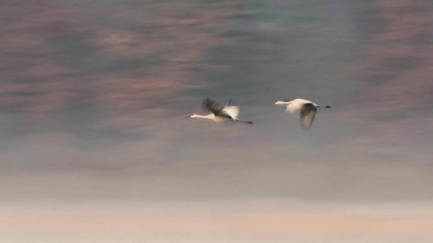 Bild på Dream Companions