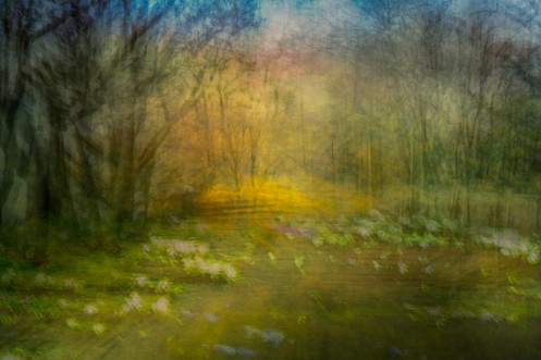 Afbeeldingen van Flower carpet