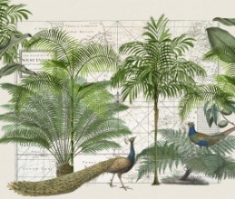 Bild von Tropical Empire