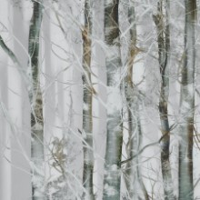 Picture of Silver branches