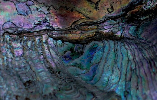 Image de The alligator catches the eel