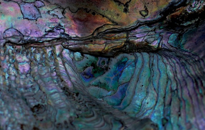 Picture of The alligator catches the eel