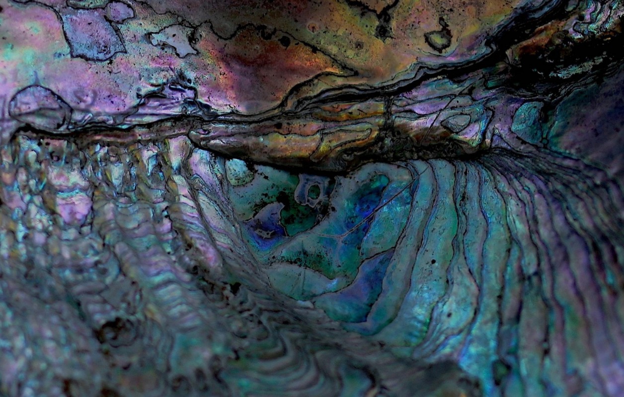 Picture of The alligator catches the eel