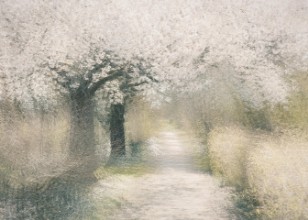 Ritratt ta’ Cherry blossom