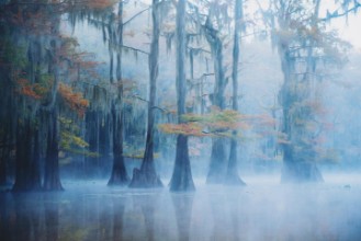 Obrázek Foggy Swamp Morning