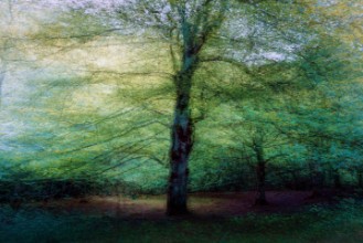Ritratt ta’ Forest