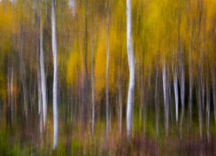 Immagine di Abstract fall