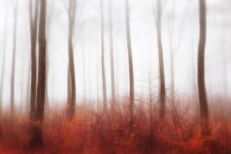 Attēls Endless Woods