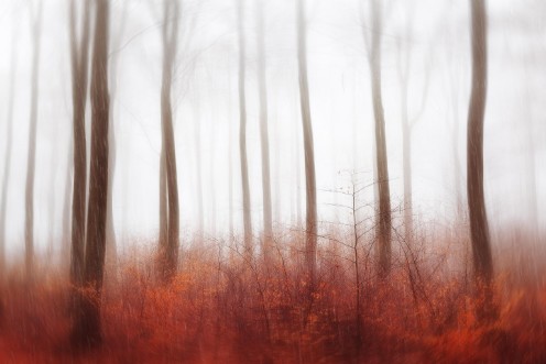 Afbeeldingen van Endless Woods